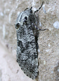 Common Carpenterworm